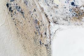 Why You Should Choose Our Mold Remediation Services in Ashton, ID